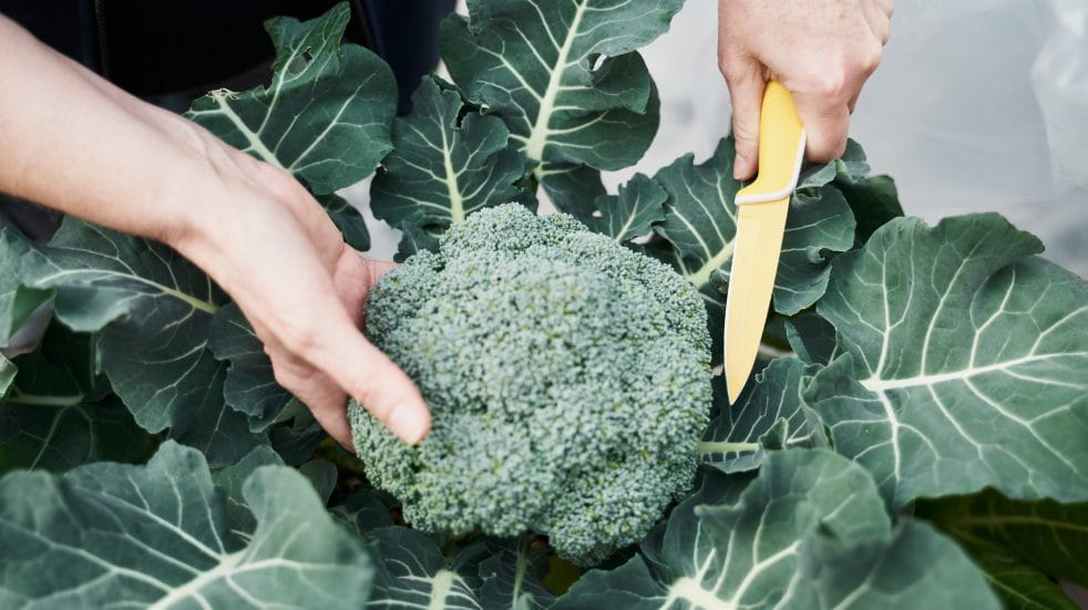 person harvesting broccoli with knife